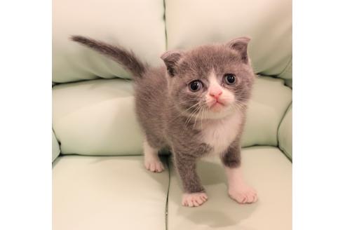 成約済の大阪府のスコティッシュフォールド-6546